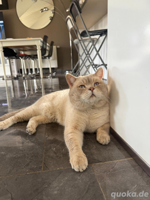 Bkh blue point deckkater (keine verkauft)