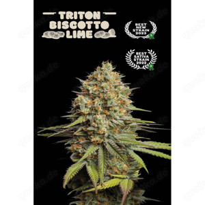 Triton Biscotto Lime Autoflower Hanfsamen (5 Stück) - 25 Euro