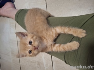 verkaufe 3 katzen buben 