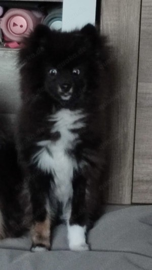 Pomsky Rüde mit blauen Augen 