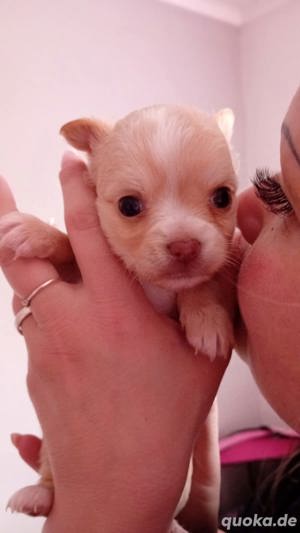 Chihuahua Welpen reinrassig langhaar 
