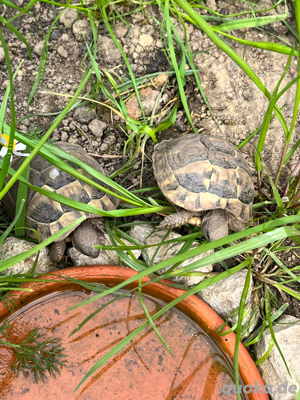 Griechische Langschildkröte Bild 2