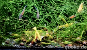 Yellow Neon Stripe Zwerggarnelen Garnelen Neocaridina davidi