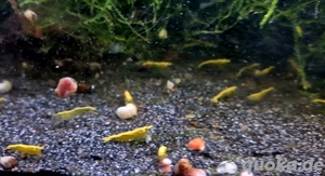 Yellow Neon Stripe Zwerggarnelen Garnelen Neocaridina davidi Bild 3