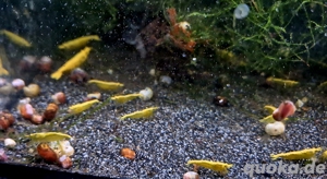 Yellow Neon Stripe Zwerggarnelen Garnelen Neocaridina davidi Bild 4
