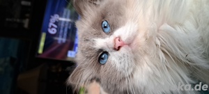 Ragdoll Deckkater 