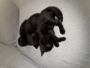 Schöne 4 Katzenbeybie zu verkaufen  