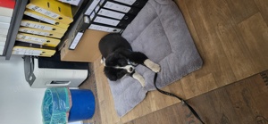2 Border Collie Welpen 13 Wochen abzugeben