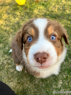 Australian Shepherd Welpen