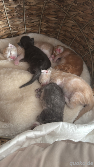  Maine Coon Deckkater  Reinrassig (kein Verkauf) Bild 7