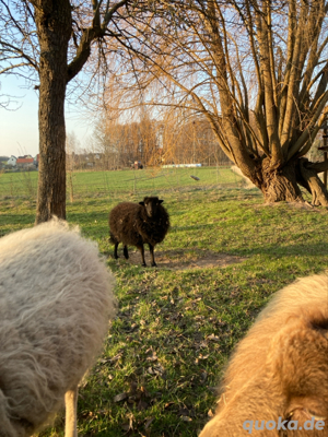 Ouessantschaf Aue Zwergschaf