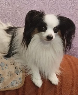 Deckrüde Papillon Internationaler und nationaler Champion Bild 2