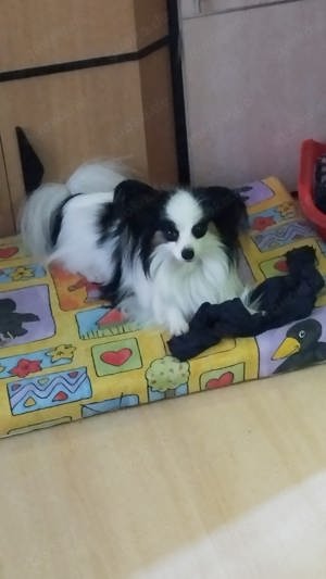 Deckrüde Papillon Internationaler und nationaler Champion Bild 7