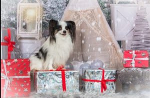Deckrüde Papillon Internationaler und nationaler Champion Bild 9