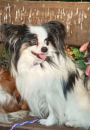 Deckrüde Papillon Internationaler und nationaler Champion Bild 5