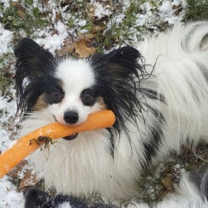 Deckrüde Papillon Internationaler und nationaler Champion Bild 10