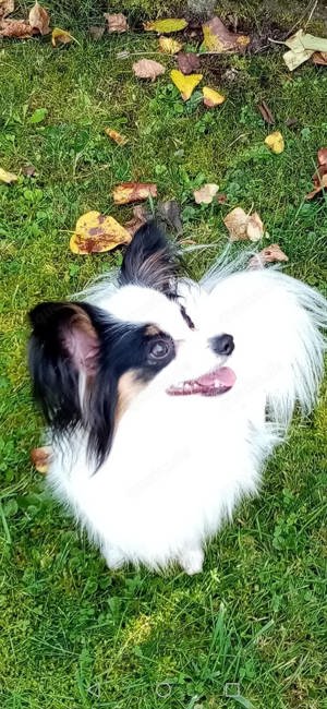 Deckrüde Papillon Internationaler und nationaler Champion Bild 6