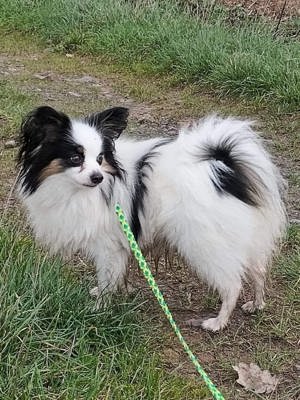 Deckrüde Papillon Internationaler und nationaler Champion Bild 4