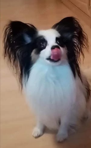 Deckrüde Papillon Internationaler und nationaler Champion