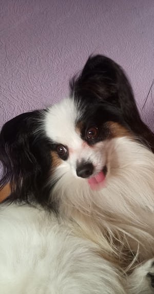 Deckrüde Papillon Internationaler und nationaler Champion Bild 3