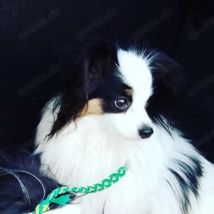 Deckrüde Papillon Internationaler und nationaler Champion Bild 8