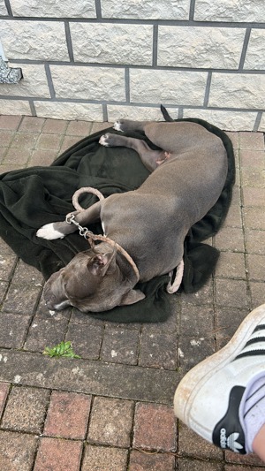 American Bully Welpe 9 Monate