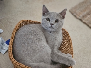 Bkh Katze in Liebevolle Hände