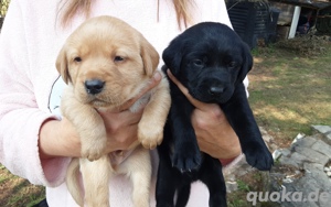 Labrador Welpen 