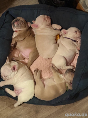 französische buldoge