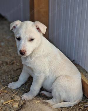 Bianca, ein süsses Welpenmädchen, sucht ein Zuhause