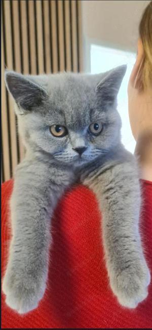 Britisch Kurzhaar Blau Reinrassig Katzenmädchen, 4 Monate alt, sucht ein liebevolles Zuhause