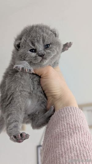 BKH kitten