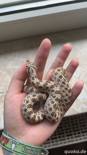 1.0 het Albino Hakennasennatter 