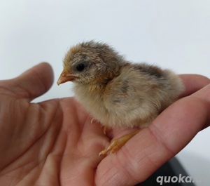 Serama Miniatur Zwerghühner Küken Hühner 