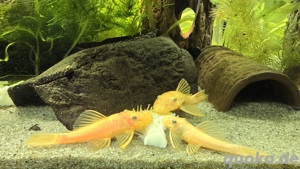 Ancistrus Gold (L144, black eye, DNZ)