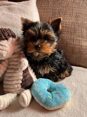 Yorkshire Terrier Hündin
