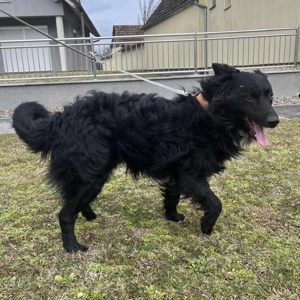 Josko, hinreißender Border Collie - Mudi Mischling Bild 3