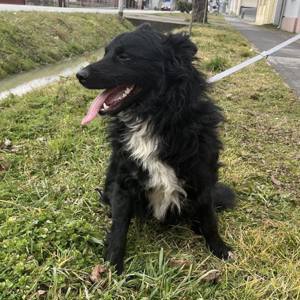 Josko, hinreißender Border Collie - Mudi Mischling Bild 4