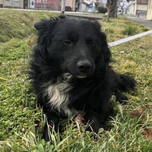 Josko, hinreißender Border Collie - Mudi Mischling Bild 2