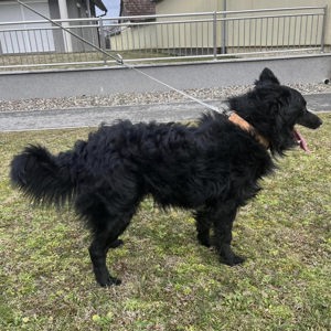 Josko, hinreißender Border Collie - Mudi Mischling Bild 5