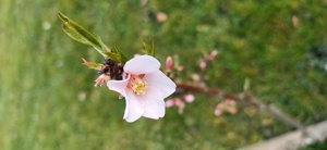 suche Paar  denen ich im Garten helfen kann 