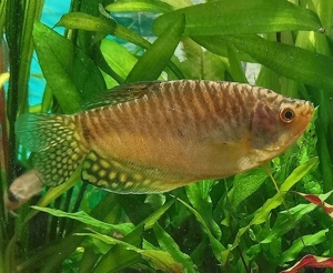 Männlicher Fadenfisch