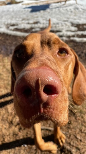 Tagesbetreuung für quirligen Vizsla Ründen im Raum Tengen Simgen gesucht