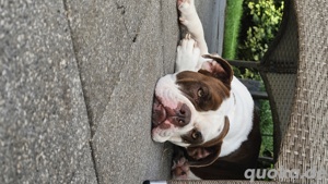 Leider muss ich mich von meiner old englischen Bulldoggenhündin Peaches trennen.