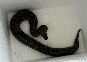 Python Curtus Curtus 0.1