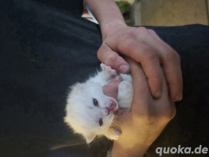 BKH -HEILIGE BIRMA KITTEN 