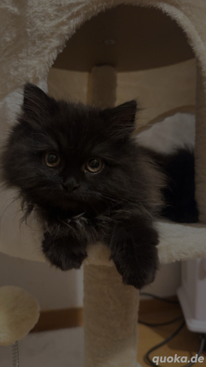 suche katzen baby 
