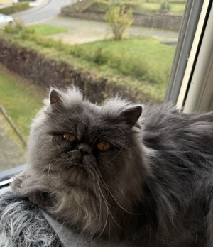 Super lieber verschmuster Perser-Kater 