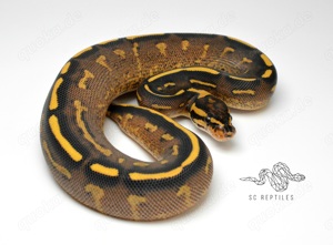 0.1 Super Gravel pos DH Hypo Genetic stripe 