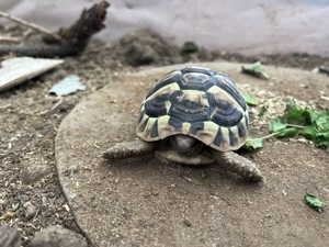 Griechische Landschildkröte(Testusteruso) 